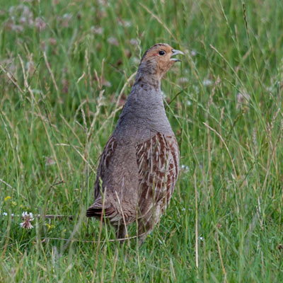 Grey Partridge