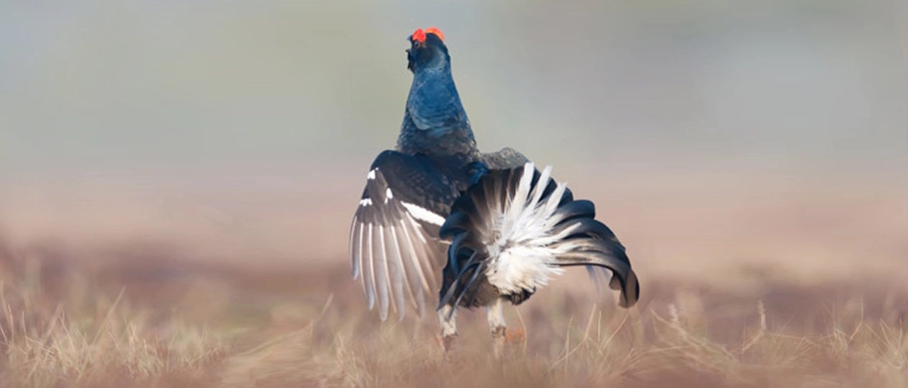 Philip Wayre Upland Trust