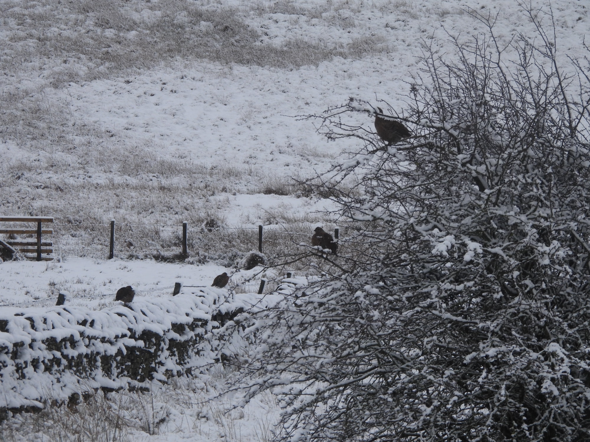 Black Grouse in the snow