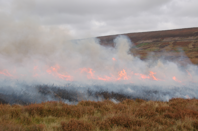 Heather burning