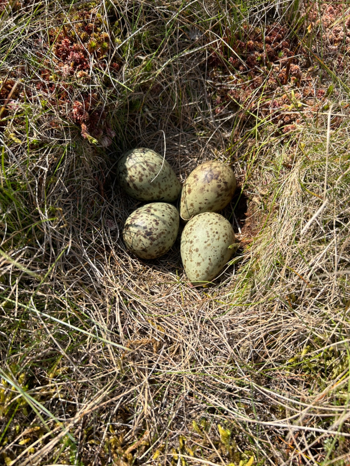 curlew nest