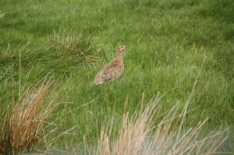 “Grey Hen”