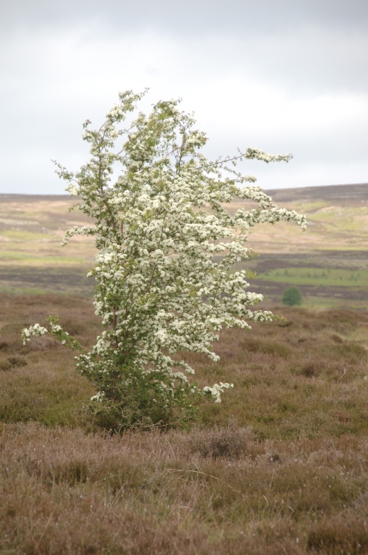 Hawthorn blossom