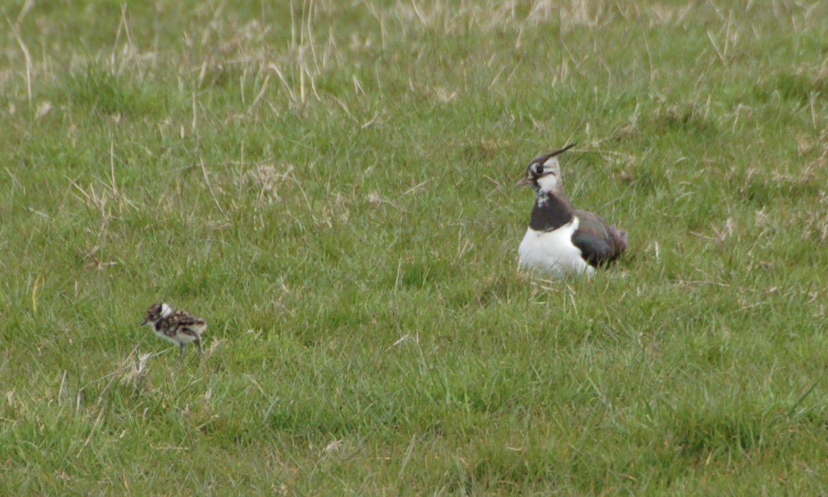 Lapwing and chick