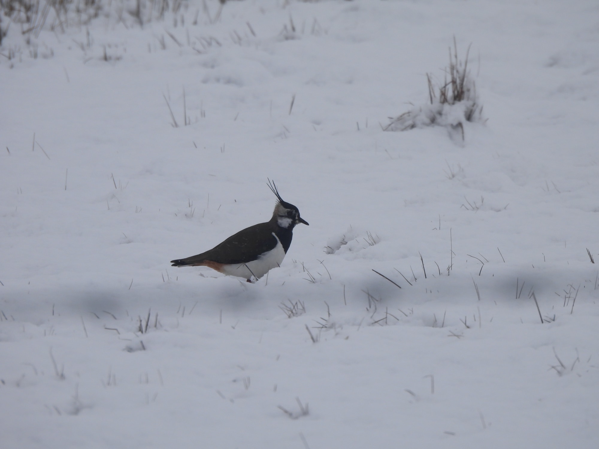Lapwing in the snow
