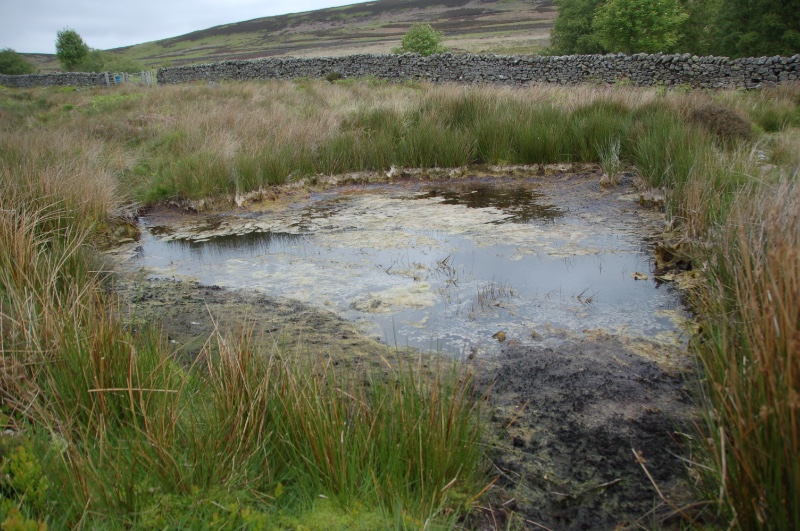 “Pond drying”