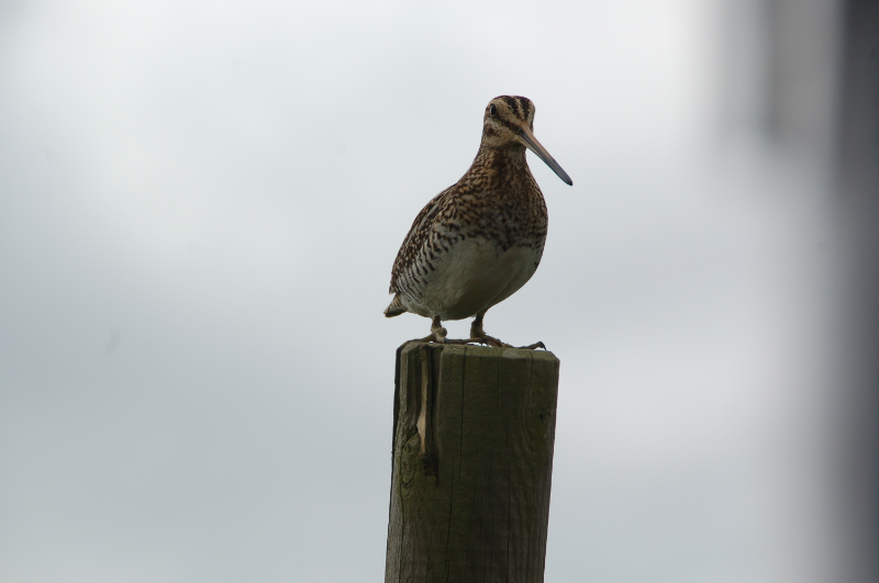 Common Snipe