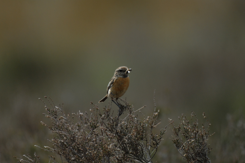 “Stoenchat female”