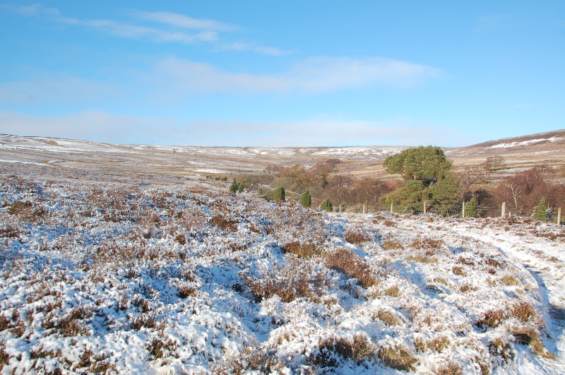 Thornhope Snow